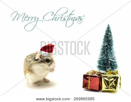 Roborovski Hamster With Santa Claus Hat Standing In Front Of The Christmas Tree With Presents Isolat