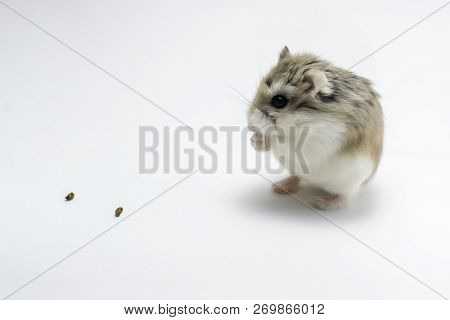 Roborovski Hamster Praying, Isolated On White Background, Hands Folded, Foods In Front Of The Hamste