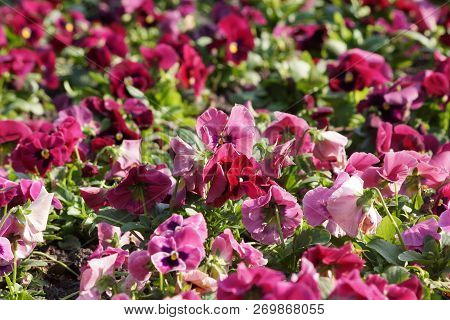 Garden Potters (viola Wittrockiana) Thrive In The Garden.