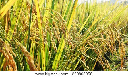 Ripe Rice In A Paddy Field Thai Rice Field