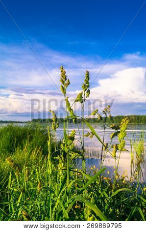 Dactylis Glomerata Under The Evening Golden Sunlight On The Biserovo Lakefront, Moscow Region, Russi