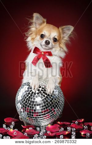 Chihuahua Dog Sits On Party Glitterball On Red Background. Animal Themes
