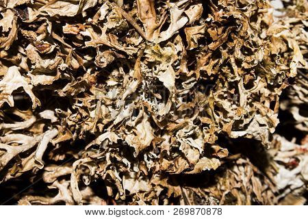 Dry Mosses And Lichens.moss And Lichen Background.dried Lichens And Mosses.