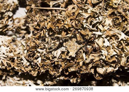 Dry Mosses And Lichens.moss And Lichen Background.dried Lichens And Mosses.