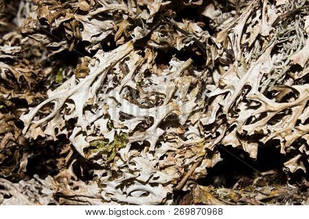 Dry mosses and lichens.Moss and lichen background.Dried lichens and mosses.