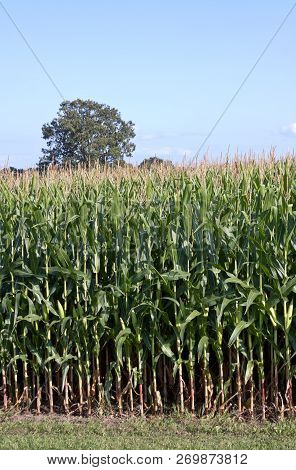Verticle Close Up Of Stocks Of Corn In A Field, Set Against Blue Sky On A Sunny Day Near Glangarry, 