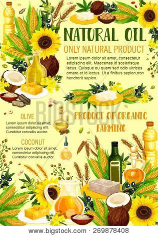 Vegetable Oils And Organic Farming Products. Vector Sunflower And Colza, Coconut Butter Or Avocado A