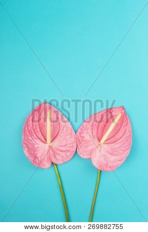 Two Laceleafs On Blue Background. Flat-lay, Top View. Copy Space For Your Text.