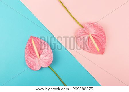 Two Laceleafs On Pastel Pink And Blue Background. Trendy Color Combination. Copy-space For Your Text