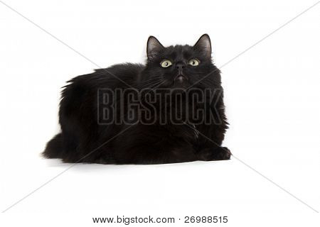 Imagen de un gato negro sobre un fondo blanco