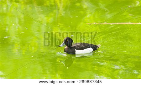 Male Tufted Duck Or Aythya Fuligula Swimming In Pond, Close-up Portrait, Selective Focus, Shallow Do