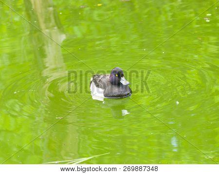 Male Tufted Duck Or Aythya Fuligula Swimming In Pond, Close-up Portrait, Selective Focus, Shallow Do
