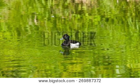 Male Tufted Duck Or Aythya Fuligula Swimming In River, Close-up Portrait, Selective Focus, Shallow D