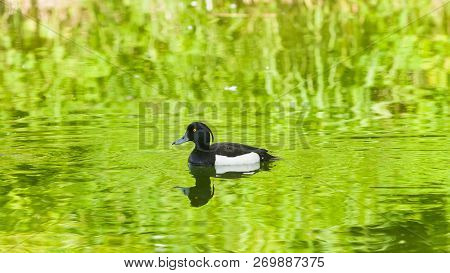 Male Tufted Duck Or Aythya Fuligula Swimming In River, Close-up Portrait, Selective Focus, Shallow D