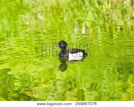 Male Tufted Duck Or Aythya Fuligula Swimming In River, Close-up Portrait, Selective Focus, Shallow D