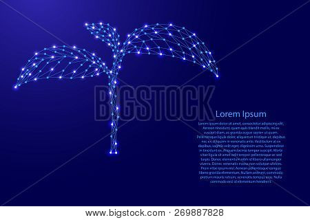 Seedlings Growing From Futuristic Polygonal Blue Lines And Glowing Stars For Banner, Poster, Greetin