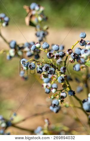 Bush Of A Ripe Bilberry In The Summer