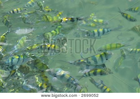 Poissons tropicaux