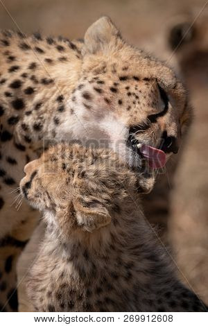 Close-up Of Cub Being Licked By Cheetah