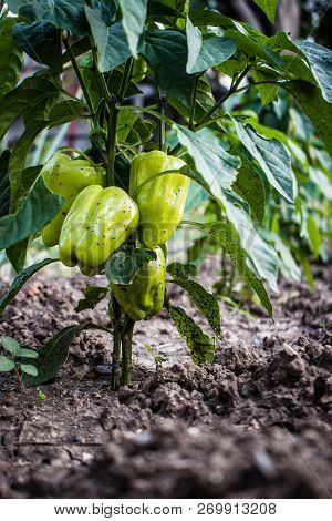 Green Peppers On Bush. Organic Vegetable. Natural Farm Product. Healthy Food. Gardening And Farming 