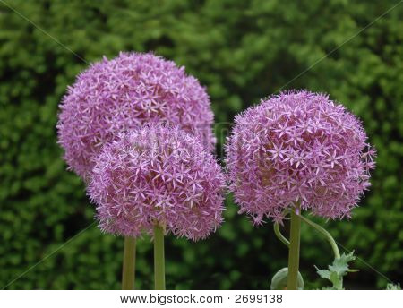 Sedum Stenurt