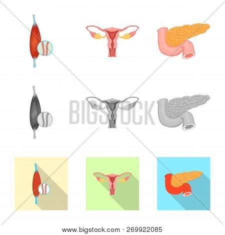 Vector Illustration Of Body And Human Sign. Collection Of Body And Medical Stock Vector Illustration
