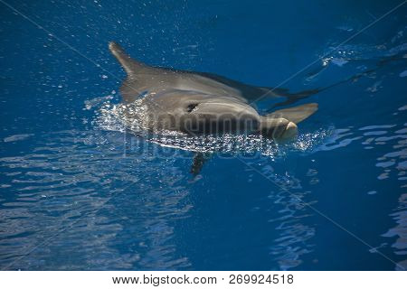 Portrait Of Happy Smiling Bottlenose Dolphins Swimming And Playing In Blue Water
