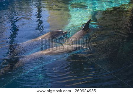 Portrait Of Happy Smiling Bottlenose Dolphins Swimming And Playing In Blue Water