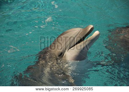 Portrait Of Happy Smiling Bottlenose Dolphins Swimming And Playing In Blue Water