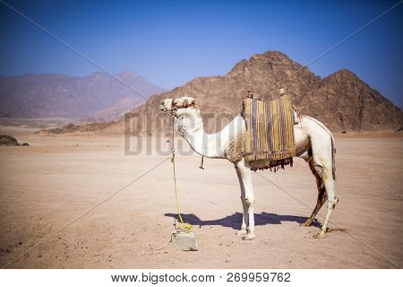 Egypt. Sharm El Sheikh. Colour. One-humped Camel Against The Backdrop Of Mountains And Sky