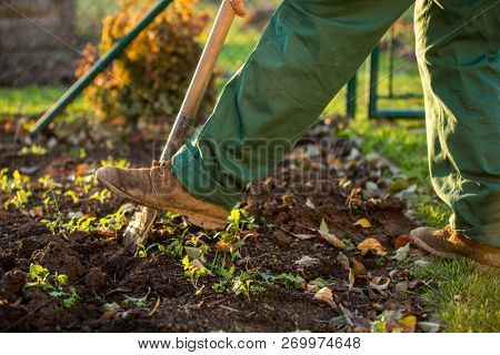 Gardening - man digging the garden soil with a spud (shallow DOF; selective focus)