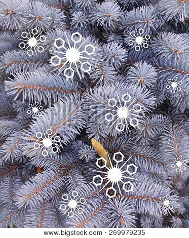 Blue Spruce With Painted White Decorative Snowflakes. Blue Fir. Christmas Tree. Fragments Of Branche