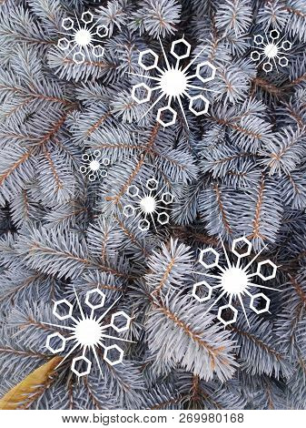 Blue Spruce With Painted White Decorative Snowflakes. Blue Fir. Christmas Tree. Fragments Of Branche