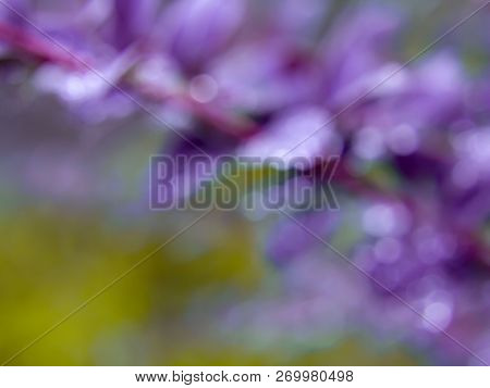 Natural Plant Blurred Background. A Branch Of Puprle Barberry And Greens. Beautiful Bokeh