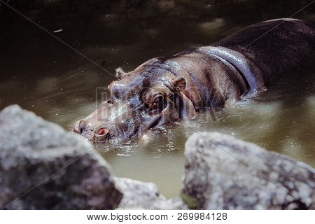 Big Hippo In The Brown Water Looking Over