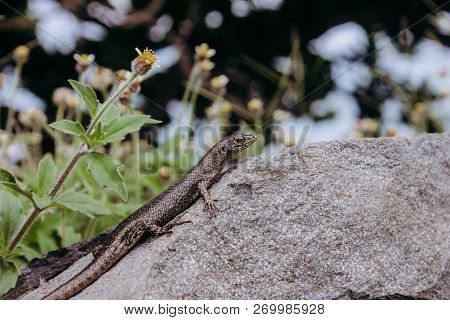Wild Lizard Dragon Trachylepis Atlantica Over Rock