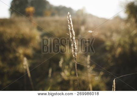 Grass At Sunrise. Grass Timothy Grows In The Wild. Timofeevka Close Up In Nature
