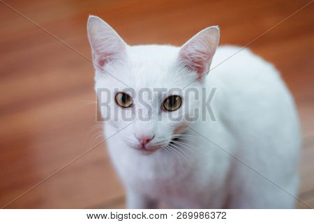 White Cat With Yellow Eyes Cute Pet