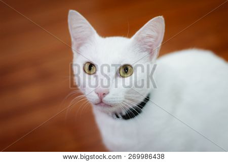White Cat With Yellow Eyes Cute Pet
