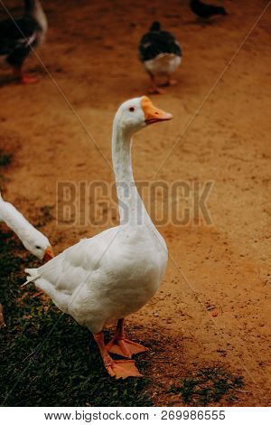 Wild White Goose Duck Walking Around Bird