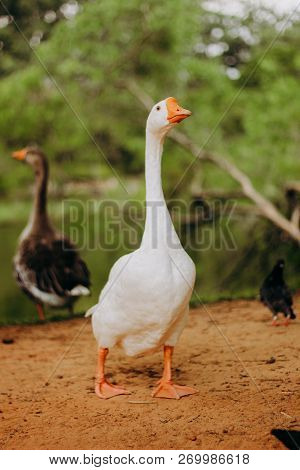 Wild White Goose Duck Walking Around Bird