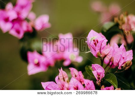 Wild Beautiful Pink Flowers At Spring Blloming