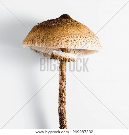 Parasol Mushroom On The White Background. (macrolepiota Procera Or Lepiota Procera)