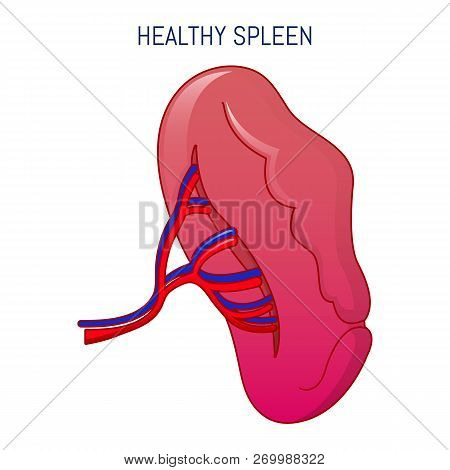 Healthy Spleen Icon. Cartoon Of Healthy Spleen Icon For Web Design Isolated On White Background