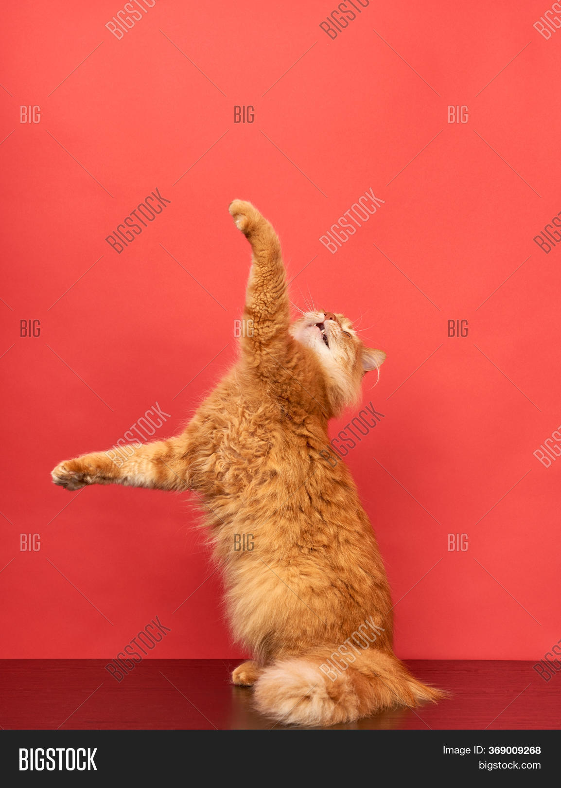 Adult Red Cat Jumps Image & Photo (Free Trial) Bigstock
