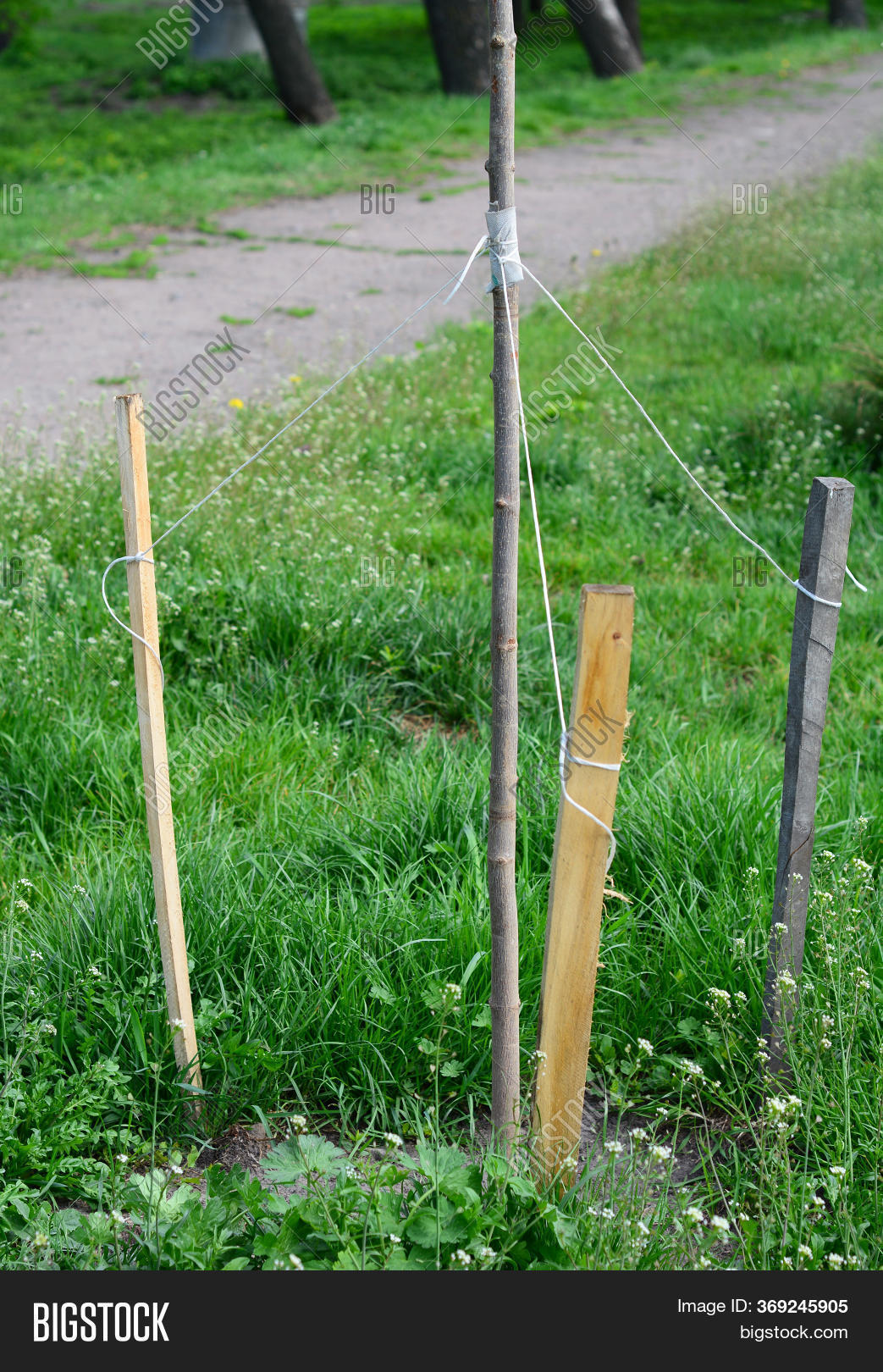 Staking Newly Planted Image & Photo (Free Trial) Bigstock