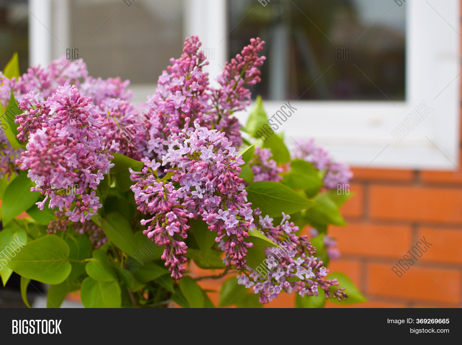 Fresh Cut Lilacs Image & Photo (Free Trial) Bigstock
