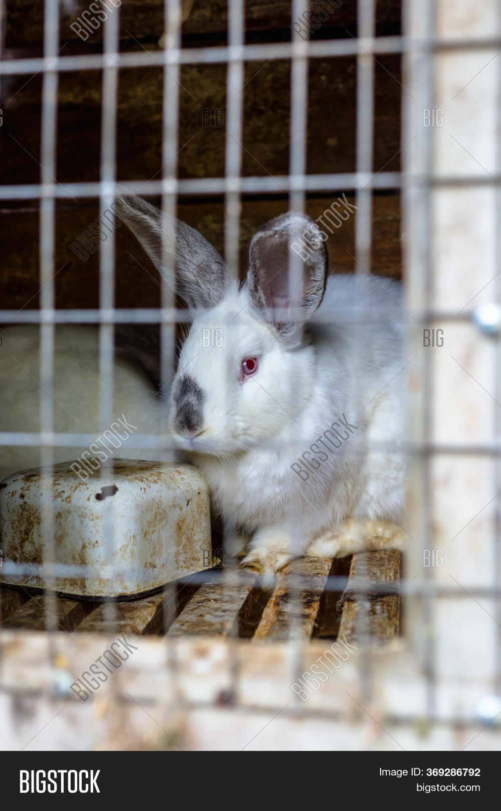 Rabbit Cage. Breeding Image & Photo (Free Trial) Bigstock