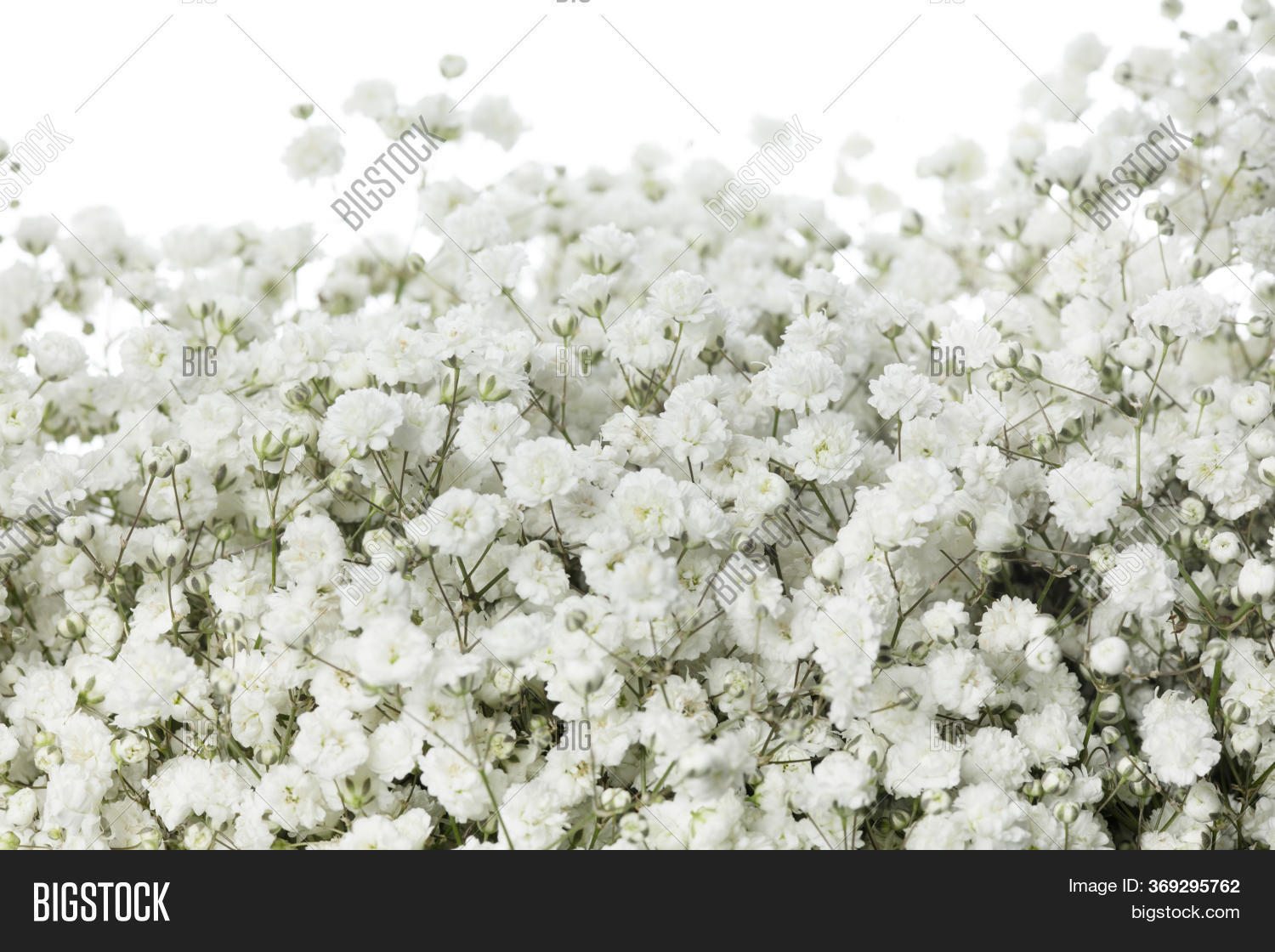 Gypsophila Compact Image & Photo (Free Trial) | Bigstock