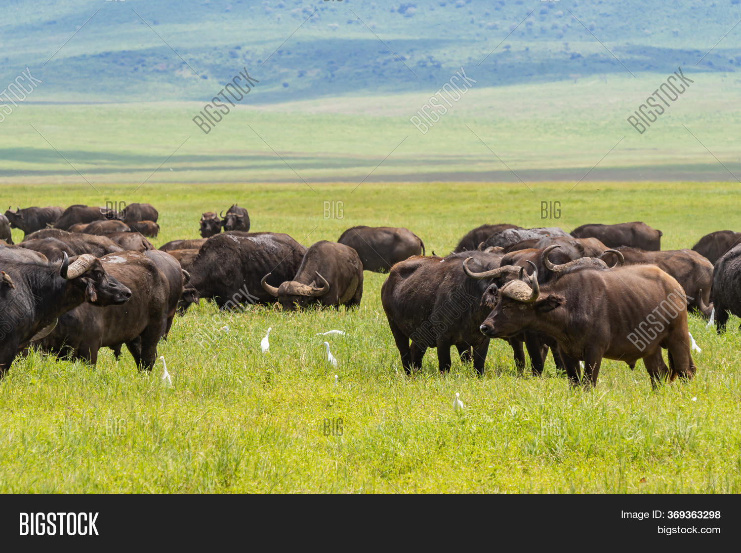 African Buffalo Herd Image & Photo (Free Trial) Bigstock